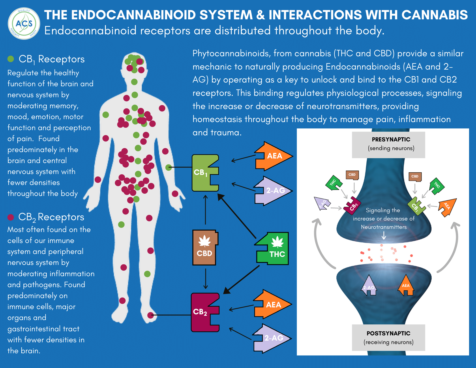 the-endocannabinoid-system